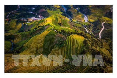 Rực rỡ mùa vàng Mù Cang Chải