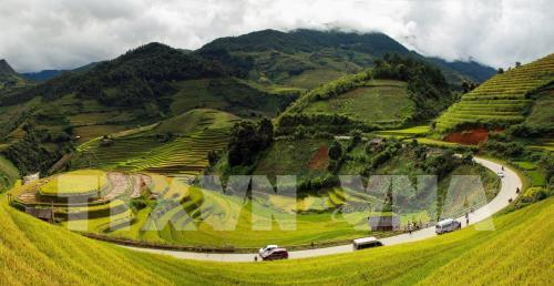 Rực rỡ mùa vàng Mù Cang Chải
