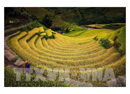 Rực rỡ mùa vàng Mù Cang Chải