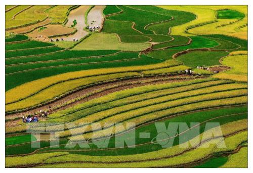 Sự cố rơi dù lượn tại Mù Cang Chải, Yên Bái: Phi công bị thương nhẹ, sức khỏe đã ổn định