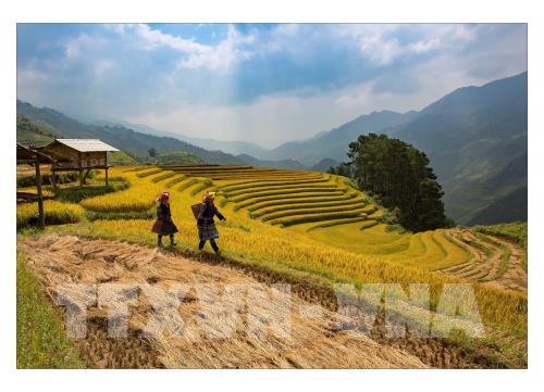 Rực rỡ mùa vàng Mù Cang Chải