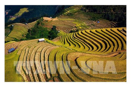 Rực rỡ mùa vàng Mù Cang Chải