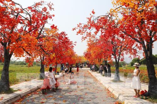 Giới trẻ Hà Nội háo hức với con đường phong lá đỏ như ở Hàn Quốc