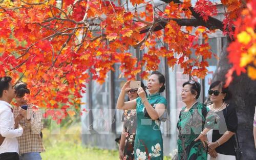 Giới trẻ Hà Nội háo hức với con đường phong lá đỏ như ở Hàn Quốc