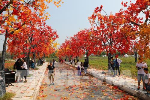 Giới trẻ Hà Nội háo hức với con đường phong lá đỏ như ở Hàn Quốc