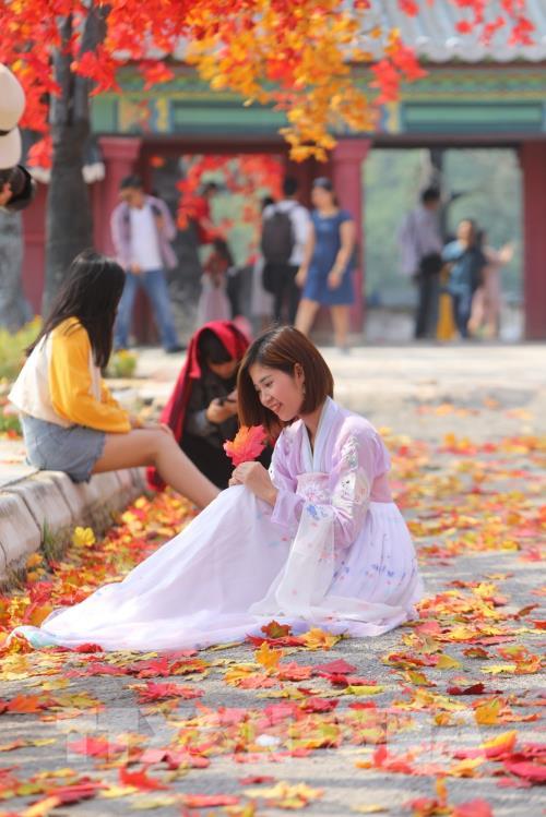 Giới trẻ Hà Nội háo hức với con đường phong lá đỏ như ở Hàn Quốc