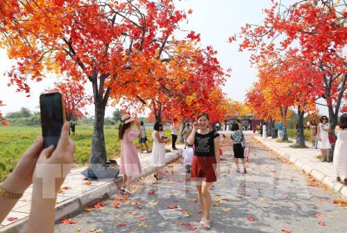 Giới trẻ Hà Nội háo hức với con đường phong lá đỏ như ở Hàn Quốc