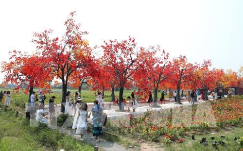 Giới trẻ Hà Nội háo hức với con đường phong lá đỏ như ở Hàn Quốc