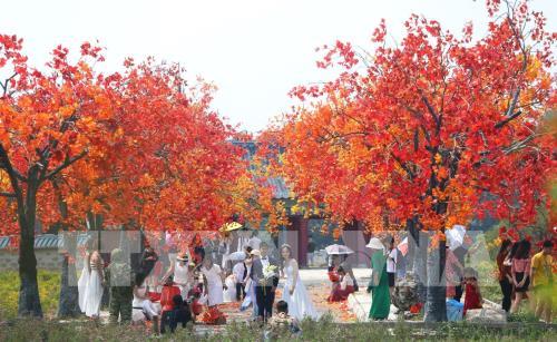 Giới trẻ Hà Nội háo hức với con đường phong lá đỏ như ở Hàn Quốc