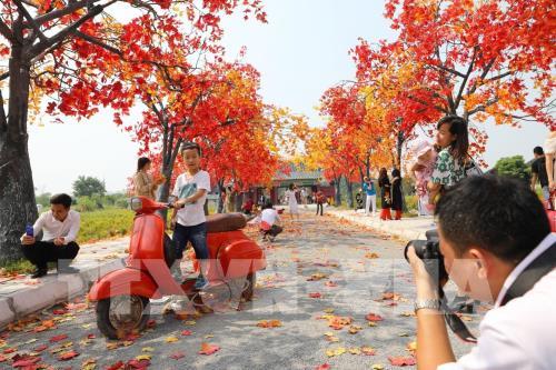 Giới trẻ Hà Nội háo hức với con đường phong lá đỏ như ở Hàn Quốc