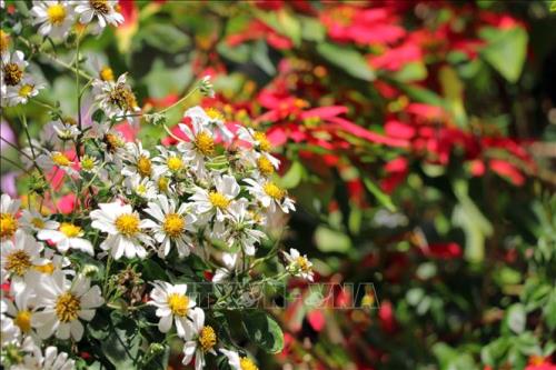 Rộn ràng sắc hoa dã quỳ ở Đà Lạt