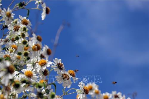 Rộn ràng sắc hoa dã quỳ ở Đà Lạt