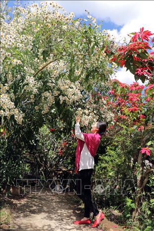 Rộn ràng sắc hoa dã quỳ ở Đà Lạt