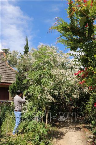 Rộn ràng sắc hoa dã quỳ ở Đà Lạt