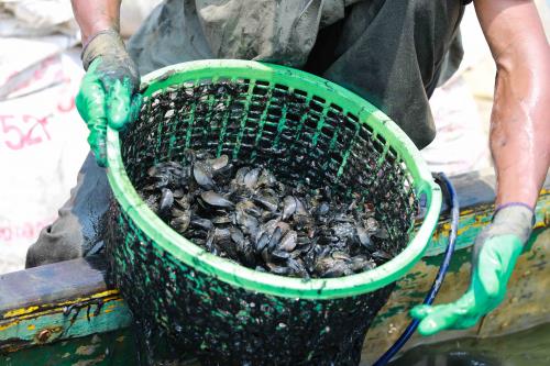 Ngâm mình nơi ngã ba sông bắt vẹm