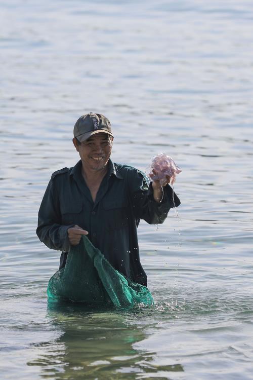 Bắt sứa ở biển Vịnh Hoà