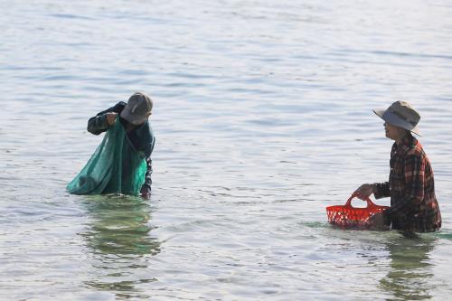 Bắt sứa ở biển Vịnh Hoà