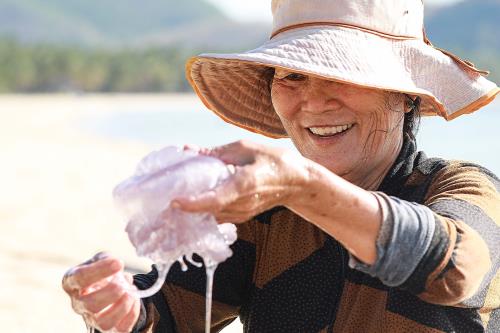 Bắt sứa ở biển Vịnh Hoà