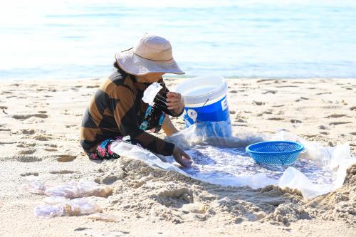 Bắt sứa ở biển Vịnh Hoà