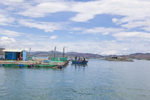 Nuôi tôm hùm ở Vịnh Xuân Đài