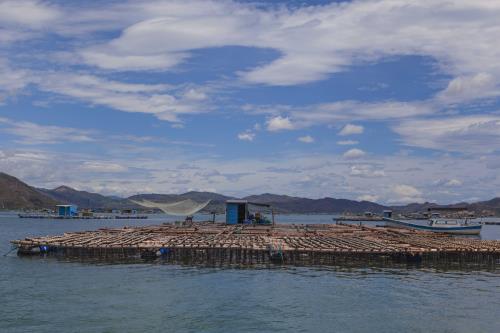 Nuôi tôm hùm ở Vịnh Xuân Đài