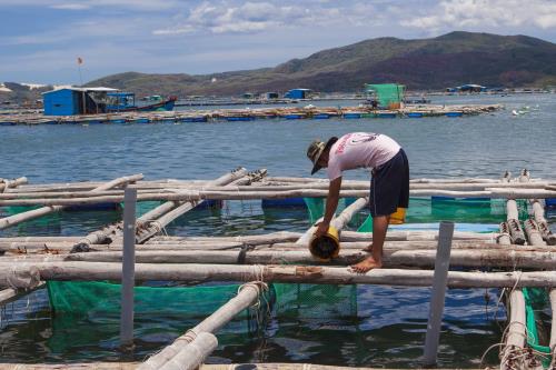 Nuôi tôm hùm ở Vịnh Xuân Đài