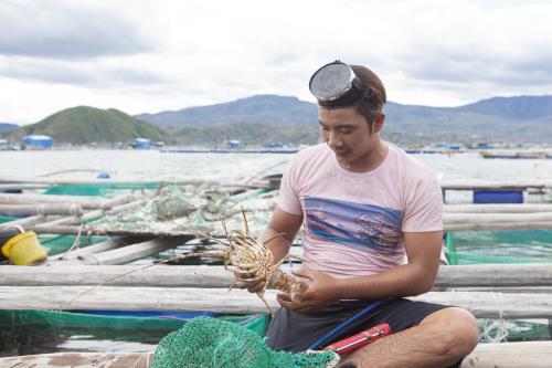 Nuôi tôm hùm ở Vịnh Xuân Đài