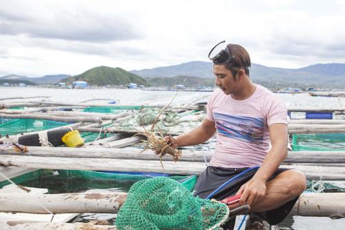 Nuôi tôm hùm ở Vịnh Xuân Đài