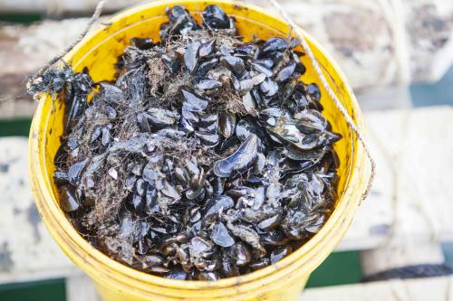 Nuôi tôm hùm ở Vịnh Xuân Đài