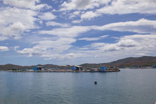 Nuôi tôm hùm ở Vịnh Xuân Đài