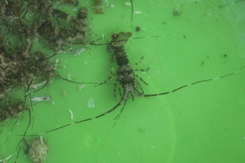 Nuôi tôm hùm ở Vịnh Xuân Đài