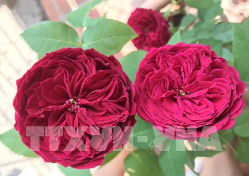 10 gợi ý quà tặng 20/10 dành cho mẹ trọn yêu thương