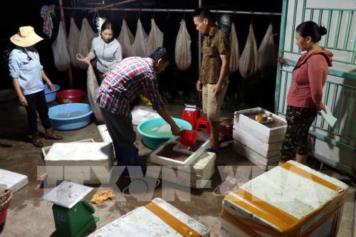 Rươi đầu vụ được mùa