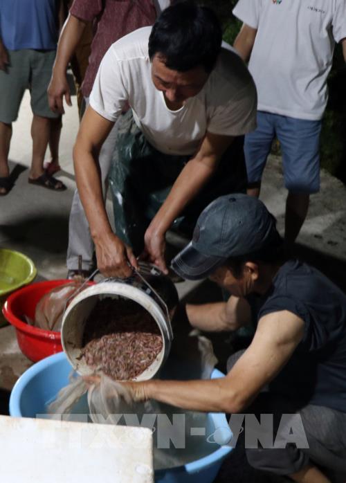 Rươi đầu vụ được mùa