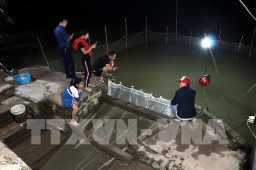 Rươi đầu vụ được mùa