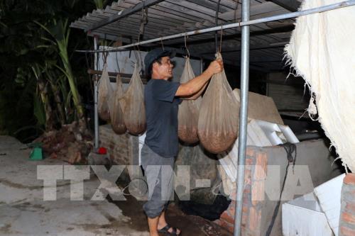 Rươi đầu vụ được mùa