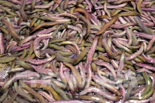 Rươi đầu vụ được mùa