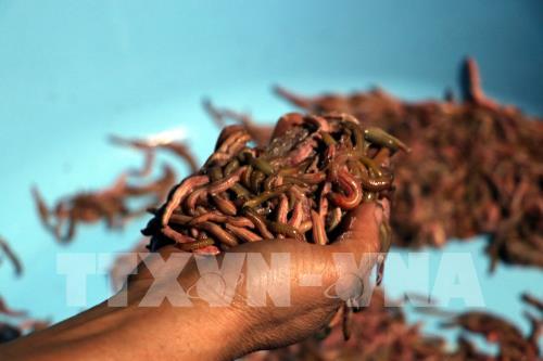 Rươi đầu vụ được mùa