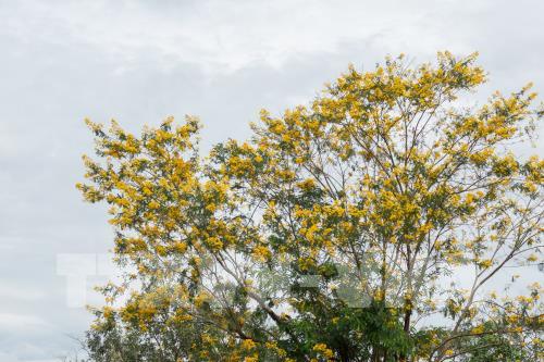 Mùa vàng trên vùng đất đỏ Bazan