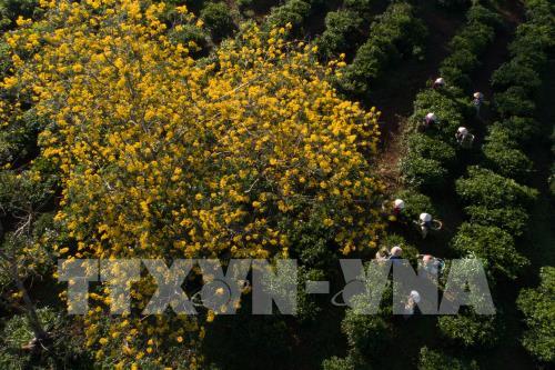 Mùa vàng trên vùng đất đỏ Bazan