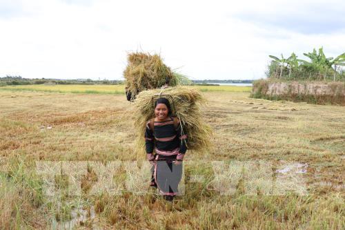 Mùa vàng trên vùng đất đỏ Bazan