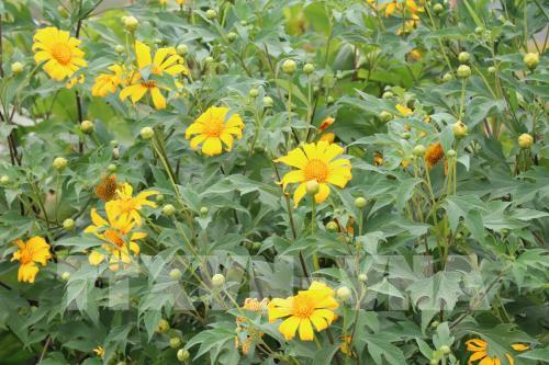 Mùa vàng trên vùng đất đỏ Bazan