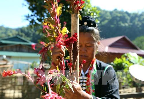 Rộn ràng Tết Hoa mào gà nơi biên giới