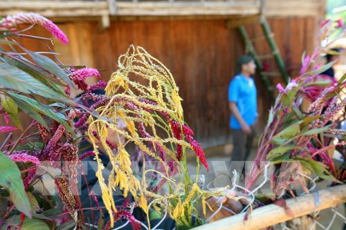 Rộn ràng Tết Hoa mào gà nơi biên giới