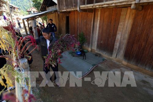 Rộn ràng Tết Hoa mào gà nơi biên giới