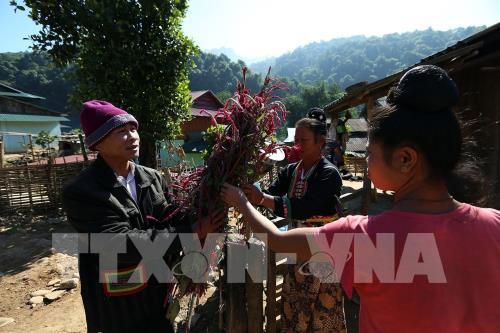 Rộn ràng Tết Hoa mào gà nơi biên giới