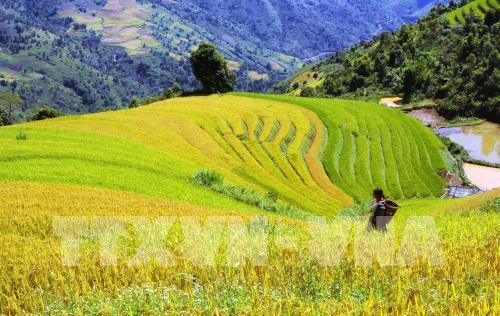 Ruộng bậc thang tại huyện Bắc Yên