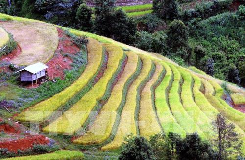 Ruộng bậc thang tại huyện Bắc Yên