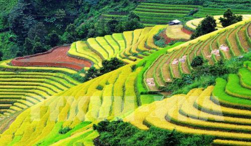Ruộng bậc thang tại huyện Bắc Yên
