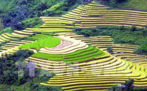 Ruộng bậc thang tại huyện Bắc Yên